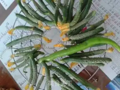 Make Pickled cucumber step 0