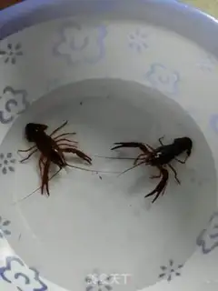 Make Spicy lobster step 0