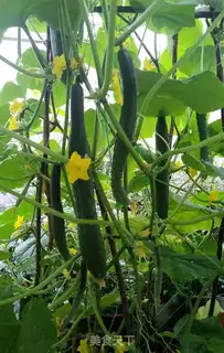 Make Fresh cucumber juice step 0