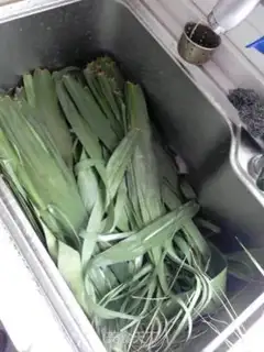 Make Reed leaves step 0