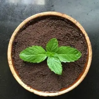 Make The yogurt plant step 5