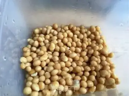 Make Bones soup with bitter bean step 3