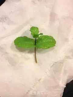 Make The yogurt plant step 5