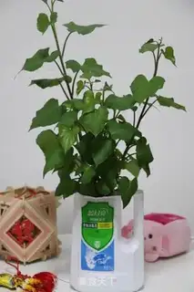 Make The red potato leaf nest step 6