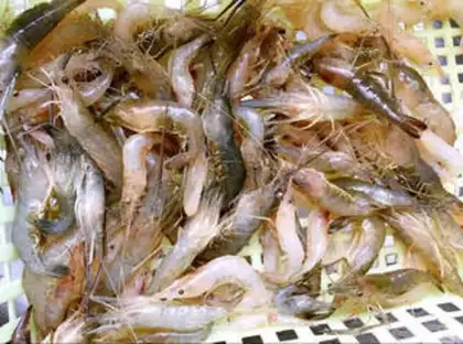 Make Pryapple salt, shrimp step 0