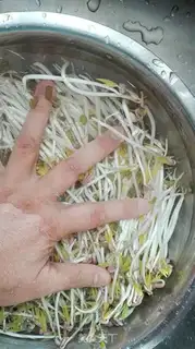 Make The green bean sprouts step 2