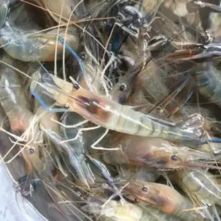Make Shrimp step 0