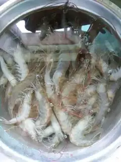 Make Shrimp oil step 1