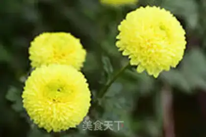 Make The tea with the chrysanthemum step 1