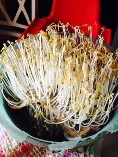Make Homemade green bean sprouts step 9