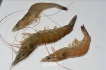 Make Gold shrimp step 0