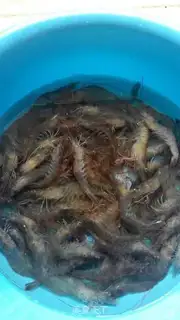 Make Shrimp congee step 0