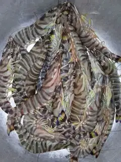 Make Nine knots of shrimp step 0
