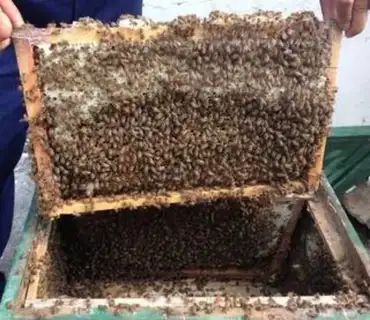 Make Honey step 0