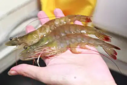 Make Shrimp step 2