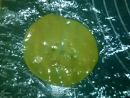 Make Broad beef moon cakes step 10