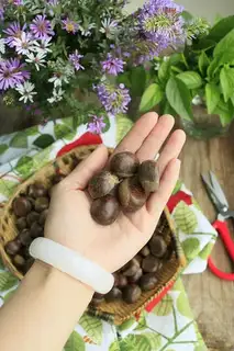 Make Take off the chestnut skin step 0