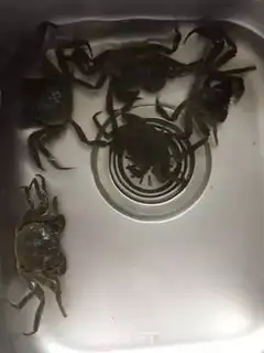 Make Drunk crabs step 0