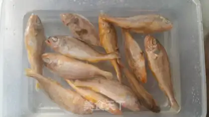 Make Yellowfish step 0