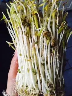 Make Green bean sprouts step 7