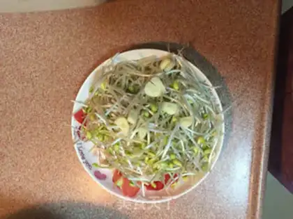 Make Tomato sprouts step 1