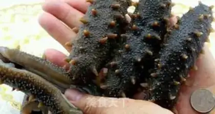 Make The dry sea cucumber step 4