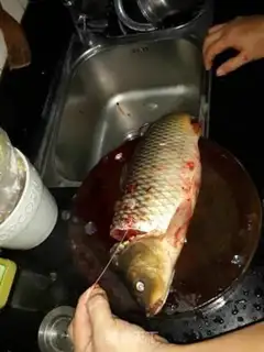 Make Creamfish step 1