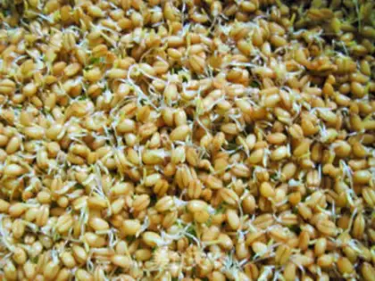 Make Malt sugar step 1