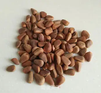 Make Pine corn step 2