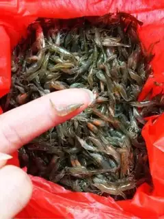 Make Shrimp onions step 0