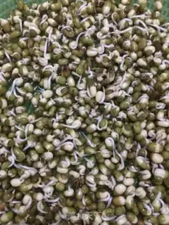 Make Green bean sprouts step 4