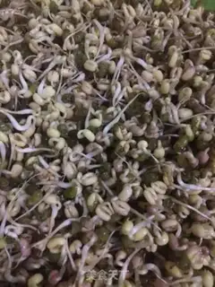 Make Green bean sprouts step 5