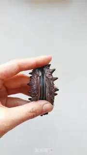 Make Gold Tom sea cucumber step 0