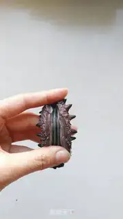 Make Sea cucumber step 1