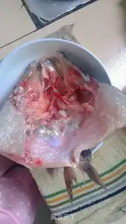 Make Pepper chopper head step 1