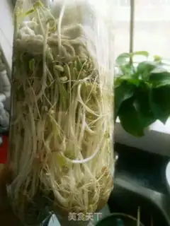 Make Pure green bean sprouts step 3