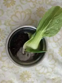Make Baby shrimp noodles step 0