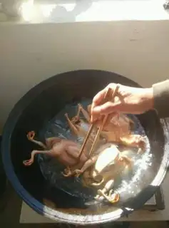 Make Red pigeon step 1