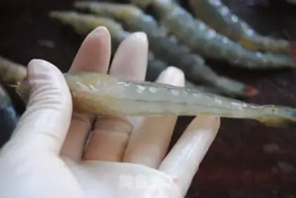 Make Rich shrimp step 1