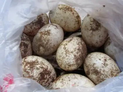 Make Pickled duck eggs step 8