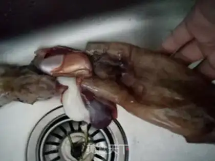 Make Five-sniff squid step 0