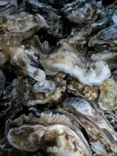 Make Steamed sea turtles step 0