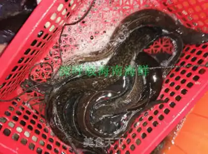 Make Vacuated wild sea eels step 0