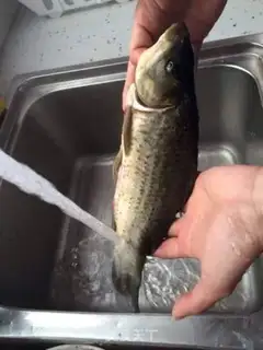 Make Red-burned mackerel step 0