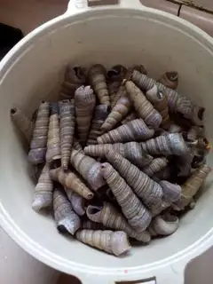 Make Snails step 1
