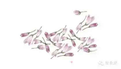 Make Salted cherry blossoms step 2