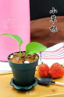 Make Battery yogurt step 12