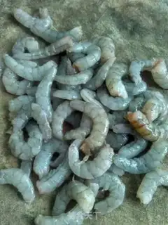 Make Blast shrimp step 1