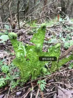Make Wild quartz step 1