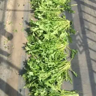 Make Dry food step 1